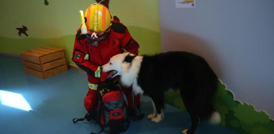 Entre Ladridos y Maullidos busca ayudar a concientizar a las familias sobre la responsabilidad que implica tener un perro o un gato. Foto EE: Eric Lugo