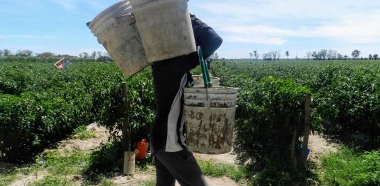 Personas jornaleras agrícolas en Sinaloa de todas las edades. Foto EE: Blanca Juárez