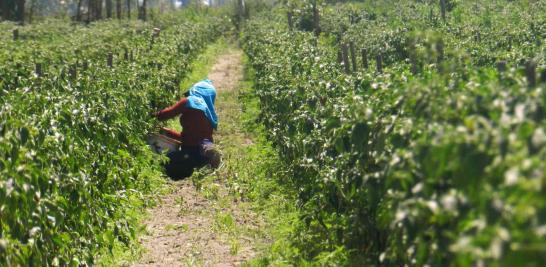 Personas jornaleras agrícolas en Sinaloa de todas las edades. Foto EE: Blanca Juárez