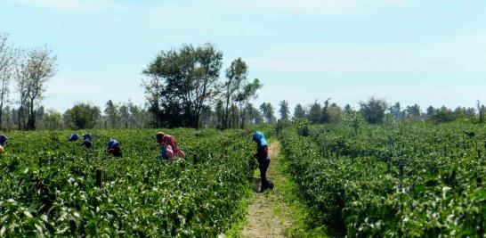 Personas jornaleras agrícolas en Sinaloa de todas las edades. Foto EE: Blanca Juárez