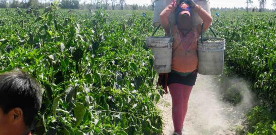 Personas jornaleras agrícolas en Sinaloa de todas las edades. Foto EE: Blanca Juárez