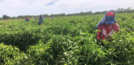 Personas jornaleras agrícolas en Sinaloa de todas las edades. Foto EE: Blanca Juárez