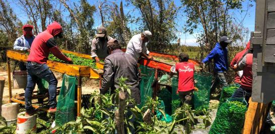 Personas jornaleras agrícolas en Sinaloa de todas las edades. Foto EE: Blanca Juárez