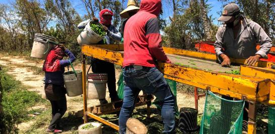 Personas jornaleras agrícolas en Sinaloa de todas las edades. Foto EE: Blanca Juárez