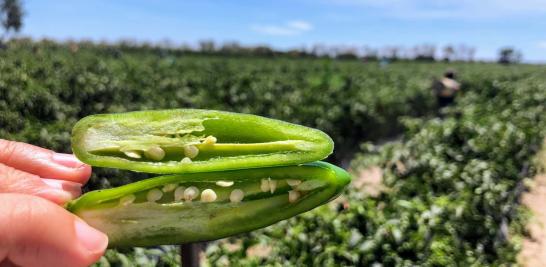 Personas jornaleras agrícolas en Sinaloa de todas las edades. Foto EE: Blanca Juárez