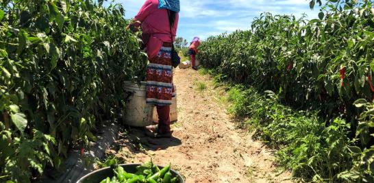 Personas jornaleras agrícolas en Sinaloa de todas las edades. Foto EE: Blanca Juárez