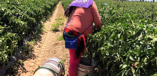 Personas jornaleras agrícolas en Sinaloa de todas las edades. Foto EE: Blanca Juárez