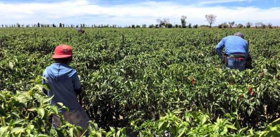 Personas jornaleras agrícolas en Sinaloa de todas las edades. Foto EE: Blanca Juárez