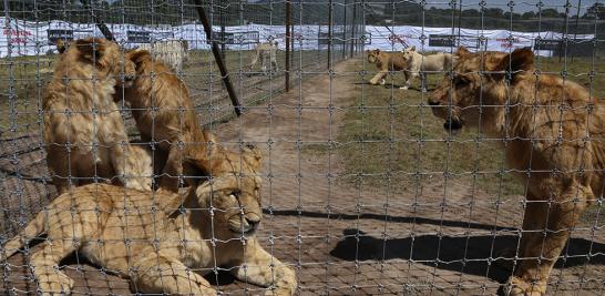 Instalaciones de la Fundación Black Jaguar-White Tiger en 2016. Foto EE: Fernando Villa del Ángel