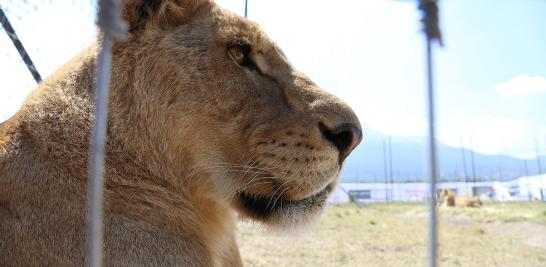 Instalaciones de la Fundación Black Jaguar-White Tiger en 2016. Foto EE: Fernando Villa del Ángel