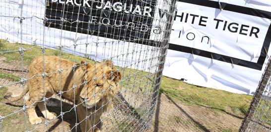 Instalaciones de la Fundación Black Jaguar-White Tiger en 2016. Foto EE: Fernando Villa del Ángel