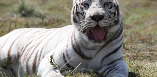 Instalaciones de la Fundación Black Jaguar-White Tiger en 2016. Foto EE: Fernando Villa del Ángel