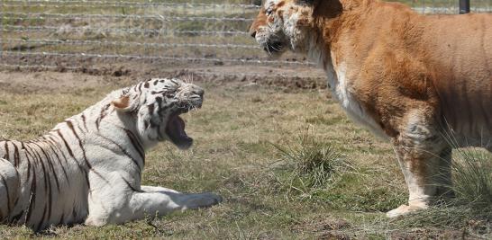 Instalaciones de la Fundación Black Jaguar-White Tiger en 2016. Foto EE: Fernando Villa del Ángel