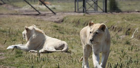 Instalaciones de la Fundación Black Jaguar-White Tiger en 2016. Foto EE: Fernando Villa del Ángel