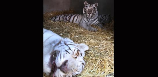 Instalaciones de la Fundación Black Jaguar-White Tiger en 2016. Foto EE: Fernando Villa del Ángel