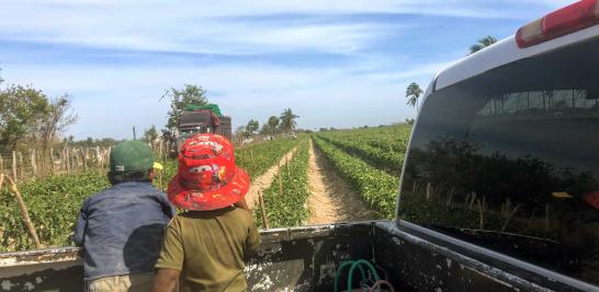 Trabajo infantil en Sinaloa, México. Foto EE: Blanca Juárez