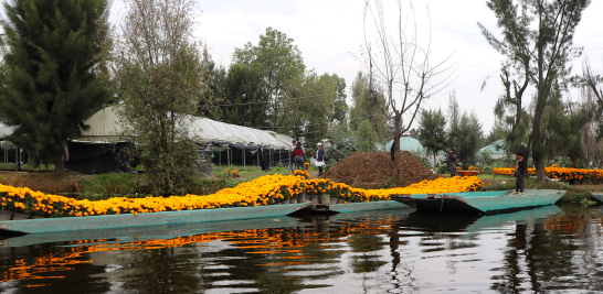 En México se estima la presencia de 35 especies de la flor, de las 58 referidas para América. Foto EE: Eric Lugo