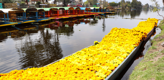 En el Ejido de San Gregorio Atlapulco, en Xochimilco, durante los últimos días de octubre, los productores sacan de las chinampas sus flores de cempasúchil para transportarlas en pequeñas balsas. Foto EE: Eric Lugo