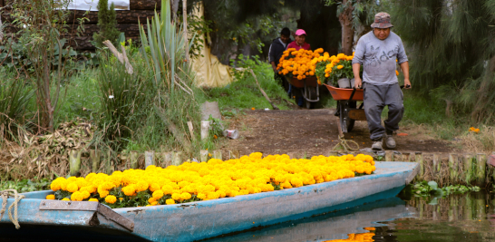 La flor de cempasúchil es uno de los elementos imprescindibles para los festejos del Día de Muertos. Foto EE: Eric Lugo