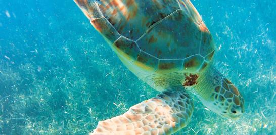 Hay una gran variedad de tours que permiten conocer de primera mano a los pobladores de Belice y a la belleza de su naturaleza. Foto: Patricia Ortega