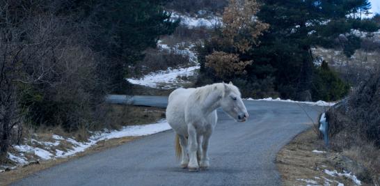 ‘Toloriu’ (España, 2020), de la cineasta mexicana Patricia Ordaz Cruz. Foto: Cortesía