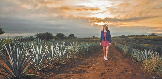 La ruta del tequila brinda a los turistas información precisa, mejora la movilidad para gestionar adecuadamente los residuos generados por la actividad turística.