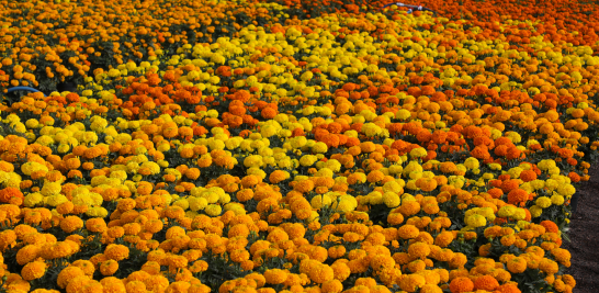 La Apertura de Venta de la Flor de Cempasúchil en Xochimilco, un tributo a la identidad y la economía local. Foto EE: Eric Lugo