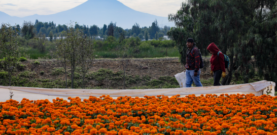 Cinco años de éxito: el programa "Altépetl Bienestar" transforma la producción de cempasúchil. Foto EE: Eric Lugo