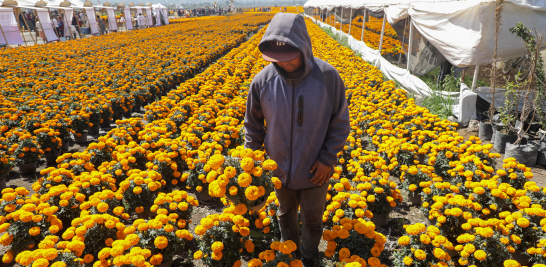 El programa "Altépetl Bienestar" ha impulsado el cultivo de cempasúchil, aumentando la producción en un 465% en cinco años. Foto EE: Eric Lugo