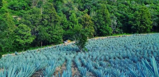 Campos magueros en Sola de Vega, Oaxaca. Foto EE: Especial