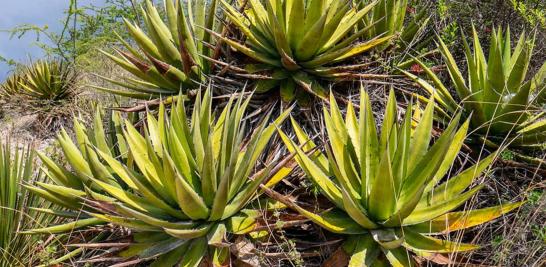 Maguey jabalí de la Finca Robles. Foto EE: Francisco de Anda.