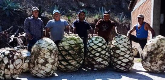 Finca Robles. Piñas de agave de más de 350 kilos. Foto EE: Francisco de Anda.