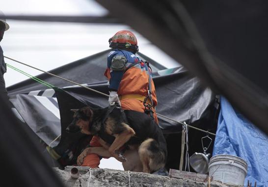 Palas, picos, cascos, botas y guantes de carnaza ocupa cada miembro que conforma al cuerpo de brigadistas en el multifamiliar de Tlalpan y Taxqueña.