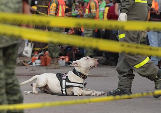 Palas, picos, cascos, botas y guantes de carnaza ocupa cada miembro que conforma al cuerpo de brigadistas en el multifamiliar de Tlalpan y Taxqueña.