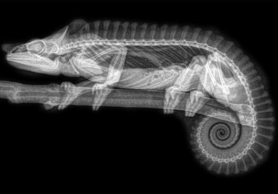 El zoológico de Oregon, en Estados Unidos reveló increíbles imágenes de radiografías que obtuvo luego de los controles de salud realizados a varios ejemplares de distintas especies durante su chequeo anual.