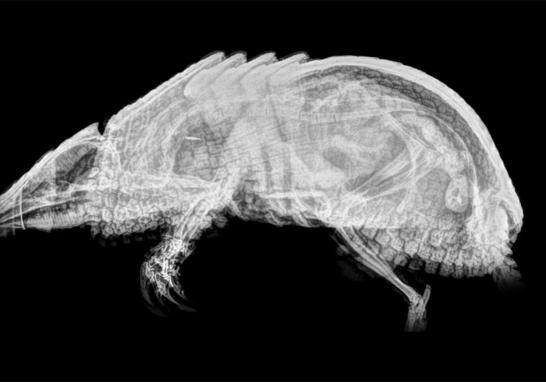 La radiología digital permite al personal veterinario obtener resultados de rayos X más rápidos, ajustar y archivar imágenes digitalmente para una comparación posterior y compartir radiografías con consultores y personal veterinario de otros zoológicos.