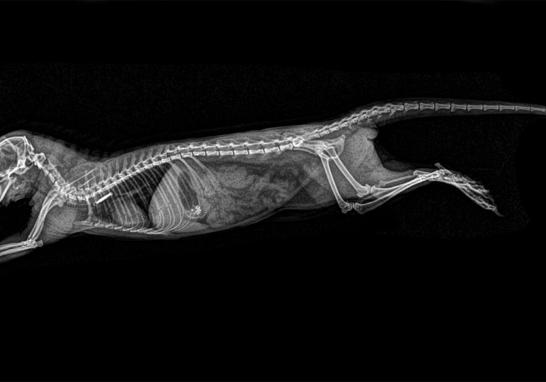 La radiología digital permite al personal veterinario obtener resultados de rayos X más rápidos, ajustar y archivar imágenes digitalmente para una comparación posterior y compartir radiografías con consultores y personal veterinario de otros zoológicos.