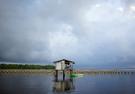 El presidente Andrés Manuel López Obrador informó que en marzo de 2019 arrancaría la licitación para construir la nueva refinería al lado del puerto de Dos Bocas, Tabasco. La construcción de la refinería podría ser un riesgo debido a la biodiversidad que alberga. La tierra es tan rica en vida silvestre que hace una década un grupo de funcionarios en Pemex propusieron que se declarara reserva privada por su importancia ambiental en la zona.