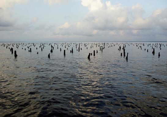 El presidente Andrés Manuel López Obrador informó que en marzo de 2019 arrancaría la licitación para construir la nueva refinería al lado del puerto de Dos Bocas, Tabasco. La construcción de la refinería podría ser un riesgo debido a la biodiversidad que alberga. La tierra es tan rica en vida silvestre que hace una década un grupo de funcionarios en Pemex propusieron que se declarara reserva privada por su importancia ambiental en la zona.