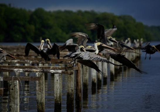 El presidente Andrés Manuel López Obrador informó que en marzo de 2019 arrancaría la licitación para construir la nueva refinería al lado del puerto de Dos Bocas, Tabasco. La construcción de la refinería podría ser un riesgo debido a la biodiversidad que alberga. La tierra es tan rica en vida silvestre que hace una década un grupo de funcionarios en Pemex propusieron que se declarara reserva privada por su importancia ambiental en la zona.