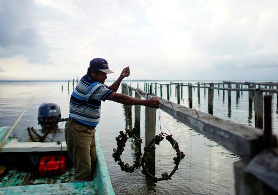 El presidente Andrés Manuel López Obrador informó que en marzo de 2019 arrancaría la licitación para construir la nueva refinería al lado del puerto de Dos Bocas, Tabasco. La construcción de la refinería podría ser un riesgo debido a la biodiversidad que alberga. La tierra es tan rica en vida silvestre que hace una década un grupo de funcionarios en Pemex propusieron que se declarara reserva privada por su importancia ambiental en la zona.