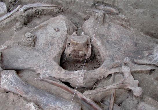 En lo que marcaría el "hallazgo más grande de este tipo", según arqueólogos del INAH, los restos óseos de estos gigantes mamíferos fueron encontrados en Tultepec.