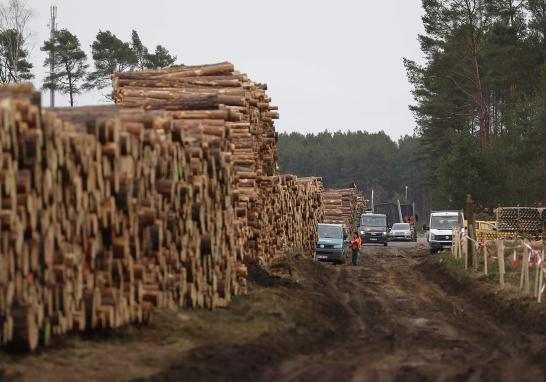 Un tribunal de Berlín ordenó este lunes a Tesla dejar de talar árboles en la futura ubicación de su fábrica, situada en Grünheide, en la región de Brandeburgo, limítrofe con Berlín.