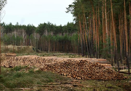 Tesla había recibido el mes pasado luz verde de la agencia ambiental estatal para construir su primera fábrica en suelo europeo.