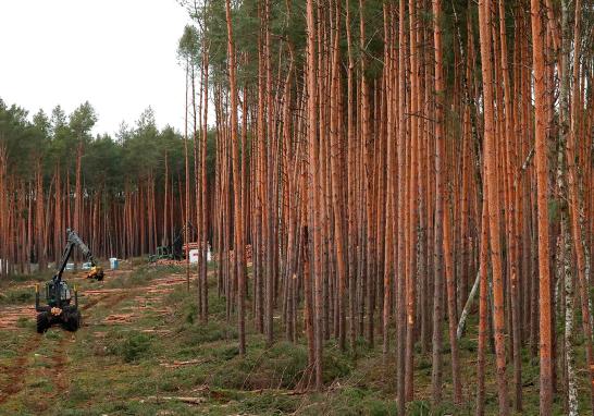 La detención temporal de la tala de árboles es considerada una victoria para los grupos ecologistas, ya que la organización Gruene Liga Brandenburg fue quien presentó la queja ante el Tribunal Administrativo Superior.