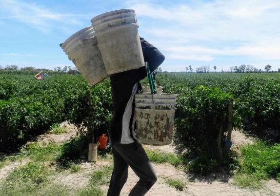 Personas jornaleras agrícolas en Sinaloa de todas las edades. Foto EE: Blanca Juárez