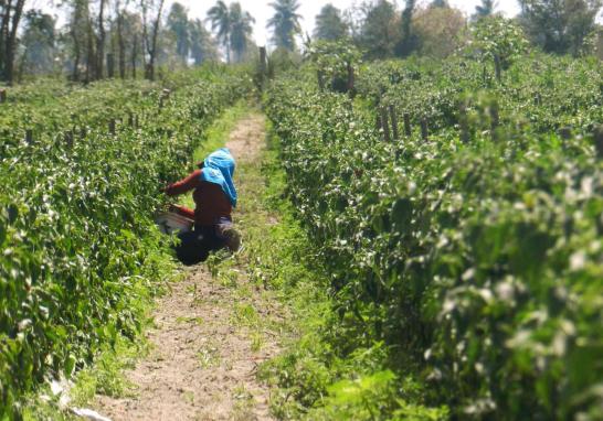 Personas jornaleras agrícolas en Sinaloa de todas las edades. Foto EE: Blanca Juárez