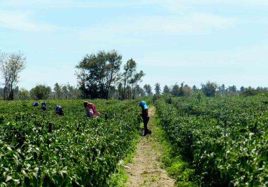 Personas jornaleras agrícolas en Sinaloa de todas las edades. Foto EE: Blanca Juárez