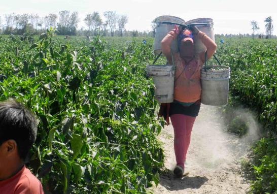 Personas jornaleras agrícolas en Sinaloa de todas las edades. Foto EE: Blanca Juárez