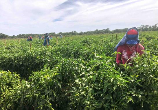 Personas jornaleras agrícolas en Sinaloa de todas las edades. Foto EE: Blanca Juárez